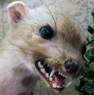 Garduña (Martes foina) | Fauna Ibérica - Iberian Fauna :: A carnivorous mammal that belongs to the family Mustelidae